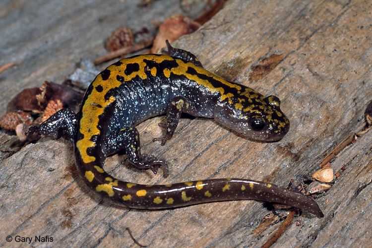 Long-toed salamander Southern Longtoed Salamander Ambystoma macrodactylum sigillatum