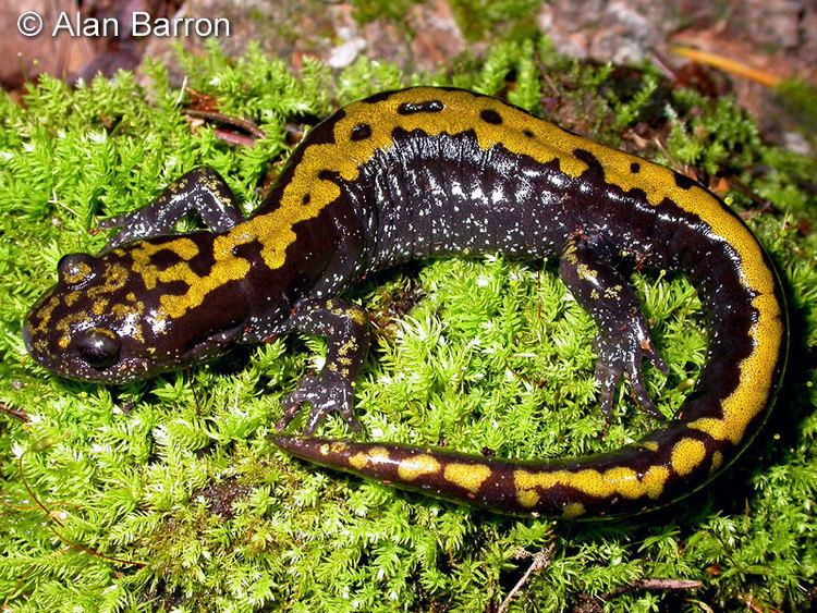 Long-toed salamander wwwcaliforniaherpscomsalamandersimagesamsigil