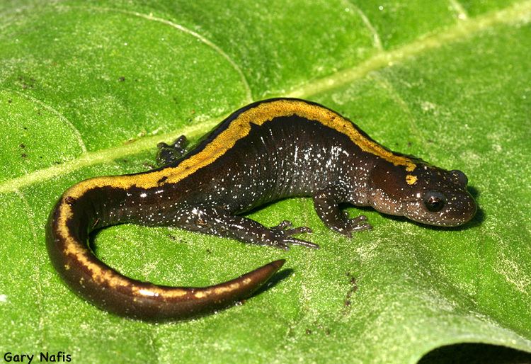 Long-toed salamander idahoherps Ambystoma macrodactylum Longtoed salamander