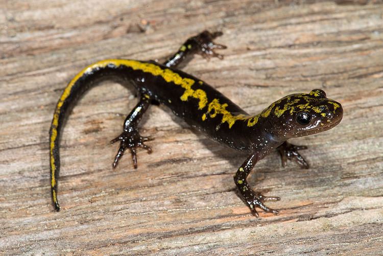 Long-toed salamander Southern Longtoed Salamander Southern Longtoed Salamande Flickr