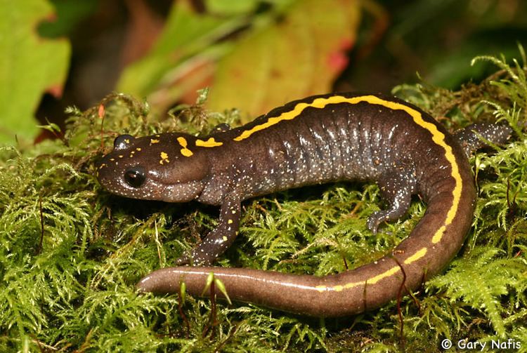 Long-toed salamander Eastern Longtoed Salamander Ambystoma macrodactylum columbianum