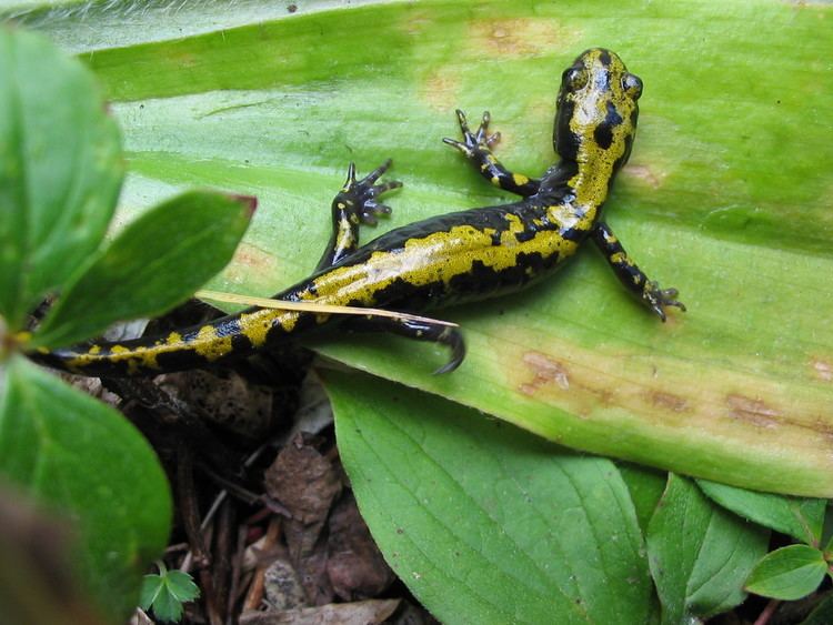 Long-toed salamander FileLongtoedSalamanderjpg Wikimedia Commons