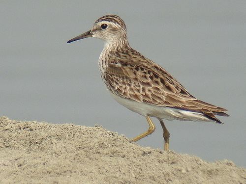 Long-toed stint Surfbirds Online Photo Gallery Search Results
