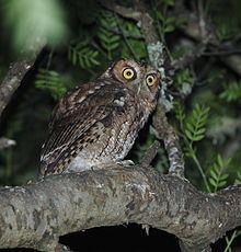 Long-tufted screech owl httpsuploadwikimediaorgwikipediacommonsthu