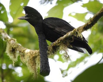 Long-wattled umbrellabird Longwattled Umbrellabird Eating Oenocarpus fruit in the Choc