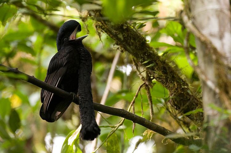 Long-wattled umbrellabird Real Monstrosities Longwattled Umbrellabird