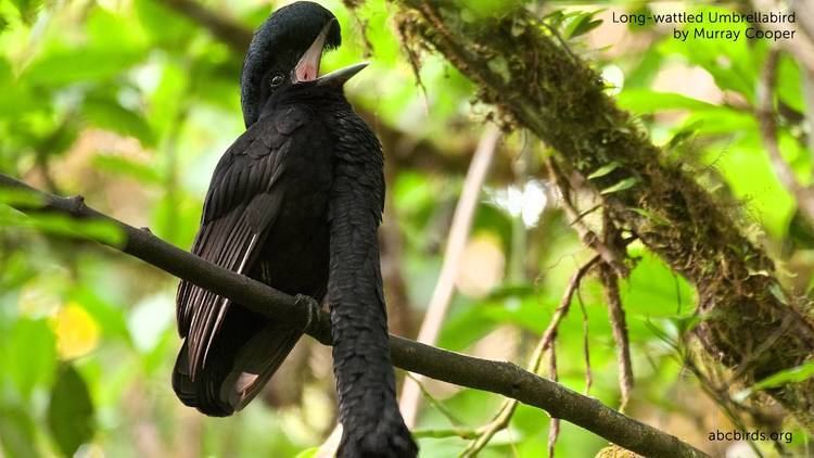 Long-wattled umbrellabird Longwattled Umbrellabird YouTube