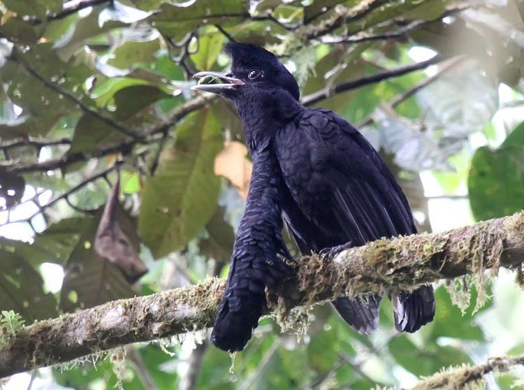 Long-wattled umbrellabird wattled umbrellabird