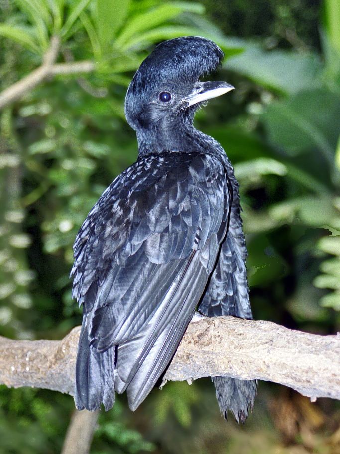 Long-wattled umbrellabird Longwattled umbrellabird Wikipedia