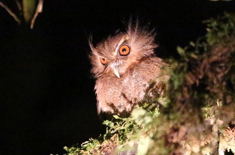 Long-whiskered owlet Longwhiskered Owlet Xenoglaux loweryi profile Picture 6 of 6