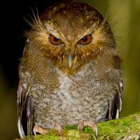Long-whiskered owlet wwwowlpagescomowlsspeciesimageslwowletgle