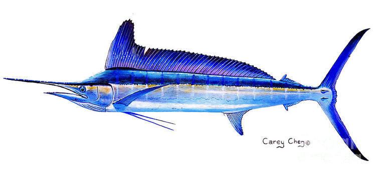 Longbill spearfish Longbill Spearfish Painting by Carey Chen