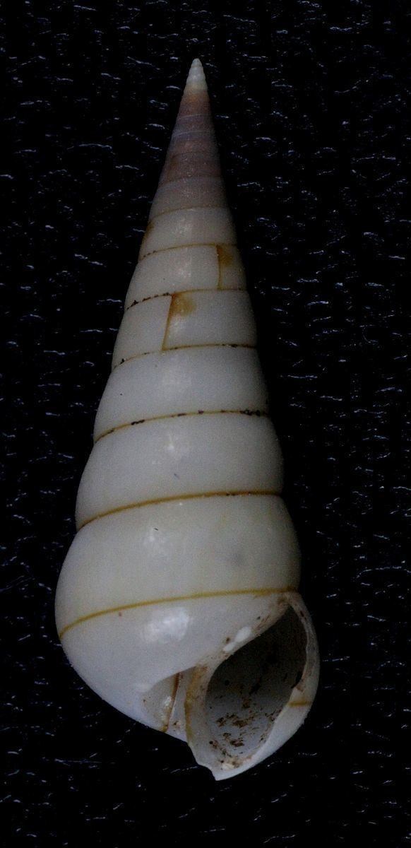 Longchaeus turritus