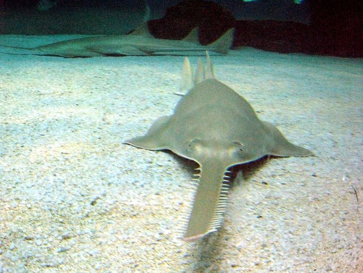 Longcomb sawfish Longcomb sawfish Wikipedia