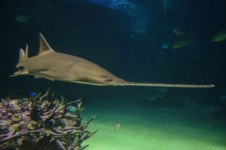 Longcomb sawfish Pristis zijsron