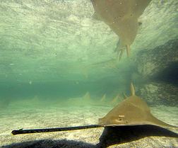 Longcomb sawfish Longcomb sawfish Wikipedia