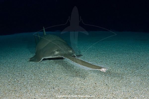 Longcomb sawfish Green Sawfish Pictures