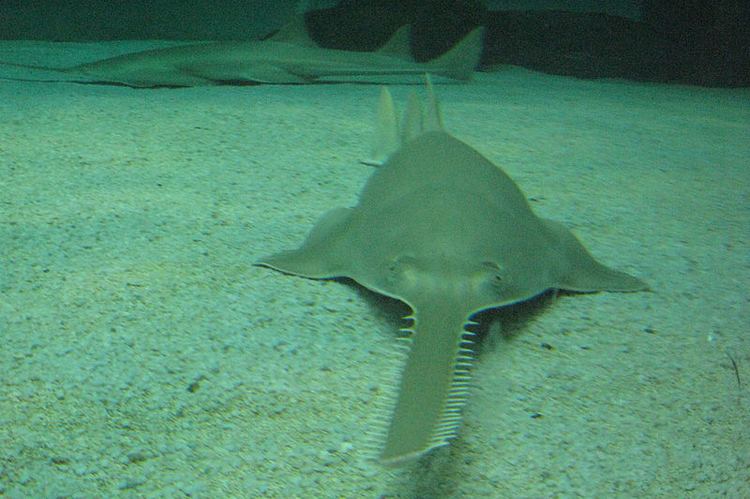 Longcomb sawfish Pristis zijsron