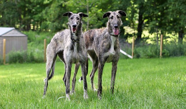 Longdog Longdog Breed Information