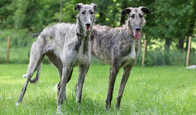 Longdog Longdog Breed Information