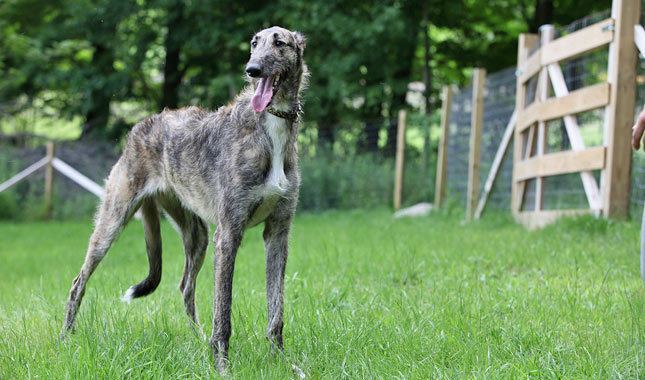 Longdog Longdog Breed Information