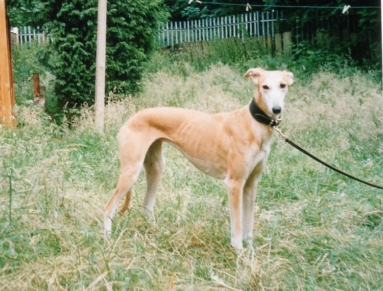 Longdog Longdog Info Temperament Care Training Pictures