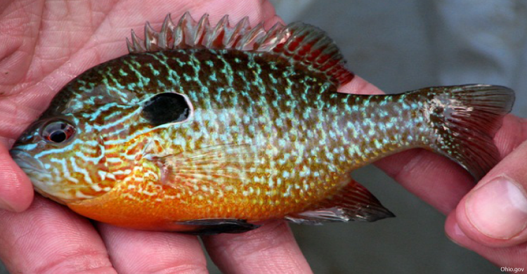Image result for green sunfish