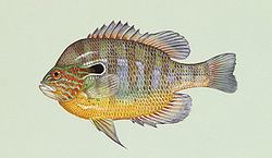 Longear sunfish Longear sunfish Wikipedia