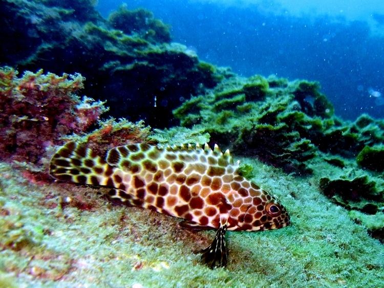 Longfin grouper httpsuploadwikimediaorgwikipediacommonsdd