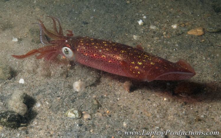 Longfin inshore squid Longfin inshore squid showing off its red color scheme Laptew