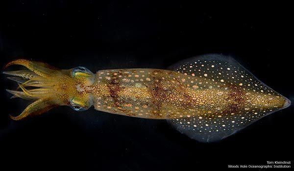 Longfin inshore squid ilivesciencecomimagesi000010651originallo