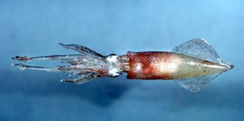 Longfin inshore squid Longfin Inshore Squid Status of Fishery Resources off the