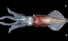 Longfin inshore squid Longfin inshore squid Wikipedia