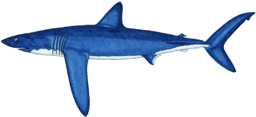 Longfin mako shark Biology of the Longfin Mako
