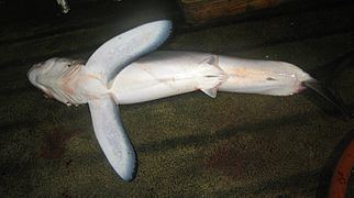 Longfin mako shark Longfin mako shark Wikipedia