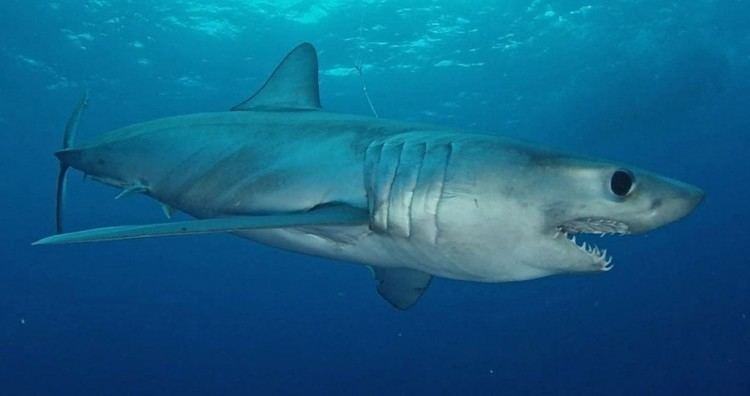 Longfin mako shark wwwgrindtvcomwpcontentuploads201508tagged