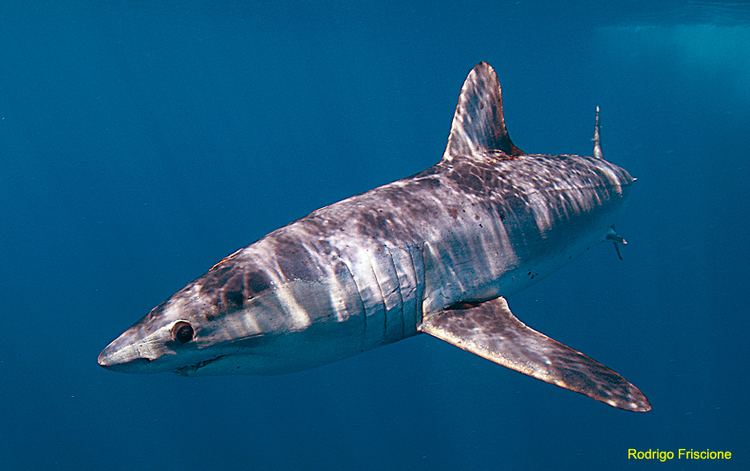 Longfin mako shark Diving with Longfin Mako shark longfin mako shark diving swimming
