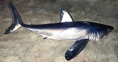 Longfin mako shark Longfin Mako Shark Shark Research Institute