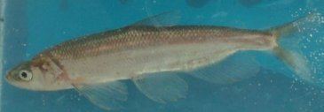 Longfin smelt Longfin smelt incidental take order and management documents