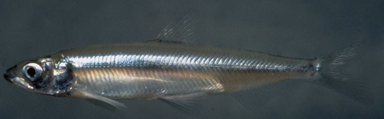 Longfin smelt Longfin smelt photo and wallpaper Cute Longfin smelt pictures