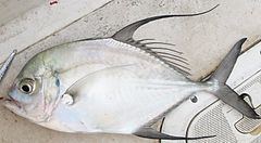 Longfin trevally httpsuploadwikimediaorgwikipediacommonsthu