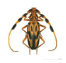 Longhorn beetle httpsuploadwikimediaorgwikipediacommonsthu