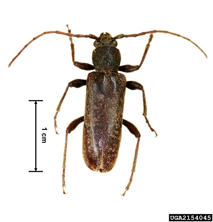 Longhorn beetle Velvet longhorned beetle Trichoferus campestris Pest Tracker