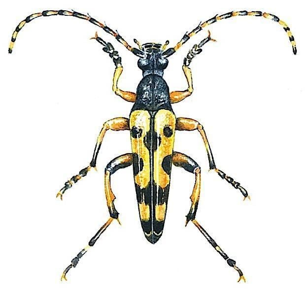 Longhorn beetle How to identify longhorn beetles Discover Wildlife
