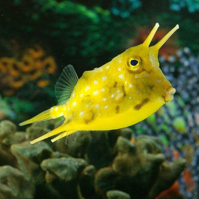 Longhorn cowfish httpswwwpetsolutionscomimagesProducts14290