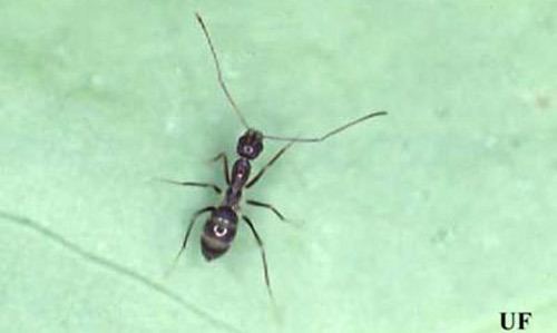 Longhorn crazy ant crazy ant Paratrechina longicornis Latreille