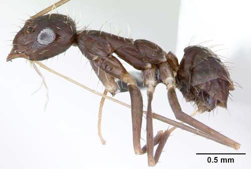 Longhorn crazy ant crazy ant Paratrechina longicornis Latreille