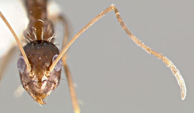 Longhorn crazy ant Clones of Crazy Ant Queens Fuel Global Invasion WIRED