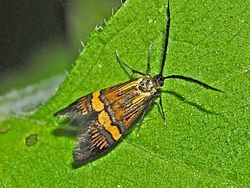 Longhorn moth httpsuploadwikimediaorgwikipediacommonsthu