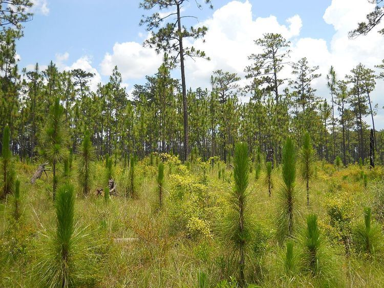Longleaf pine ecosystem